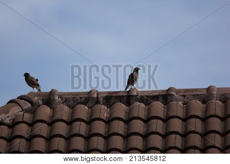 Common Myna Bird On House Roof