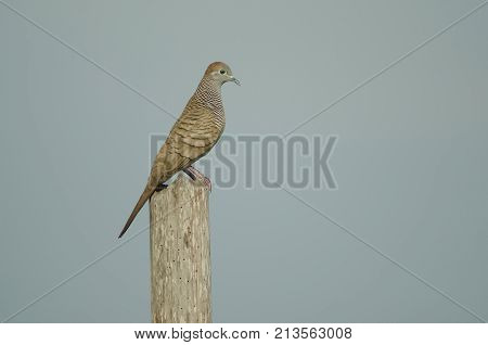 Zebra Dove Perching On The Tree Branch