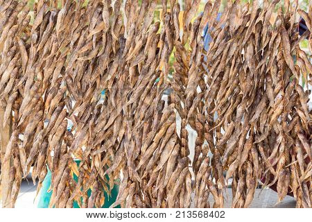 Fish preservation by drying in Ukraine. Azov sea. 3