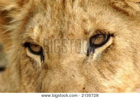 León ojos Closeup