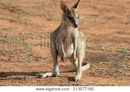 Cute single Red kangaroo baby on red sand