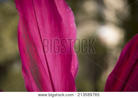 Red plants single leaf morning mist. Red color leaf
