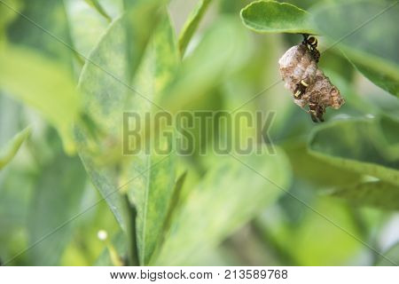 Honeybees making their nest. Working honey bees