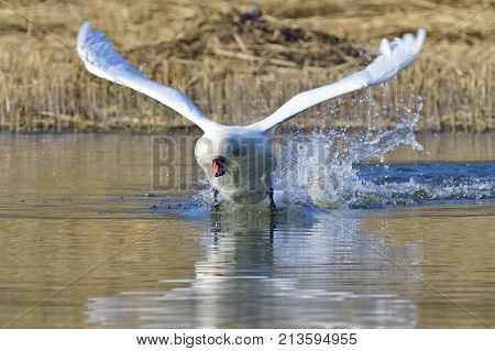 Mute swan in fight in spring in a lake