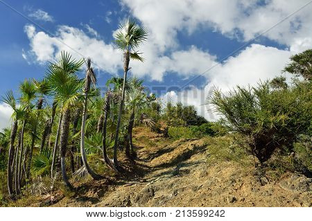 The trail for the highest peak on Cuba Pico Turquino being in a mountain range Sierra Maestra on Cuba
