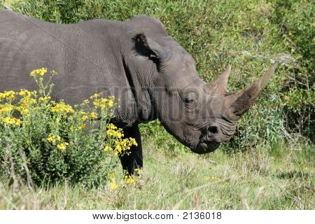 white Rhino öffnen Mund