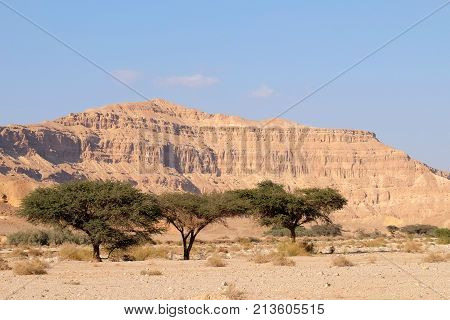Green acacia trees in dry wadi in Negev desert Israel.