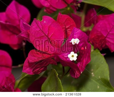 Macro fiore rosa buganvillea