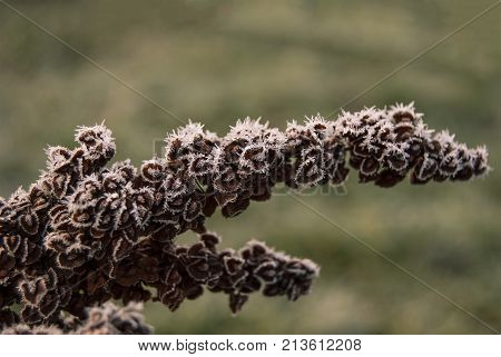 Inflorescence of horse sorrel (Rumex confertus) in late autumn in the frost