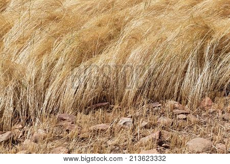 Detail Of A Teff Field During Harvest