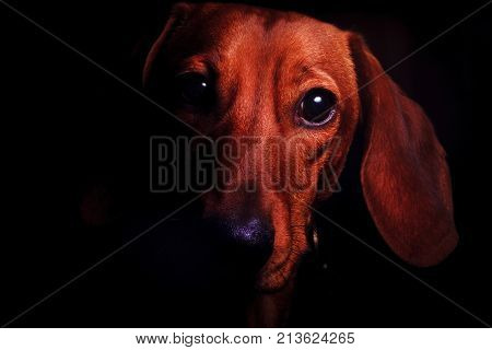 dog on a black background, a symbol of the year 2108 , Chinese horoscope, astrology, dachshund