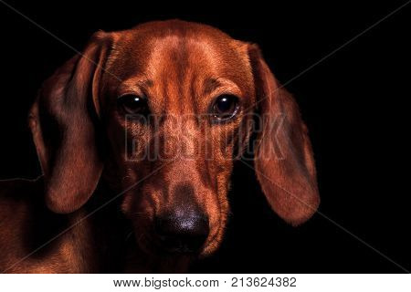 red dog portrait of the year 2018 symbol , Chinese horoscope, astrology, dachshund