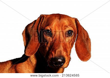 red dog portrait of a year symbol on a white background , Chinese horoscope, astrology, dachshund