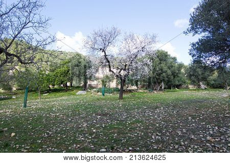 Blossoming Almond Trees