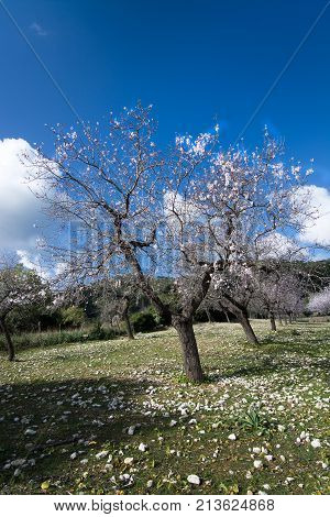 Blossoming Almond Trees