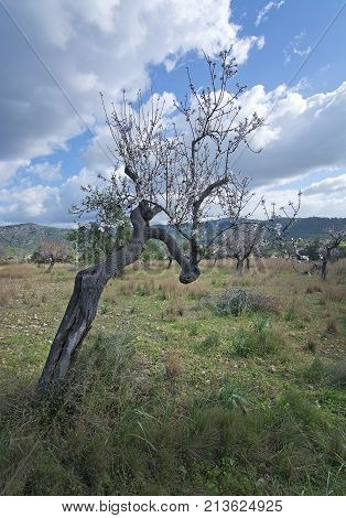 Blossoming Almond Trees