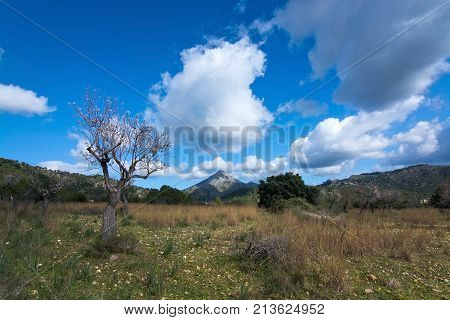 Blossoming Almond Trees