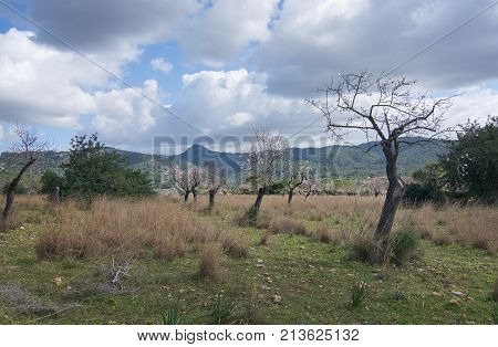 Blossoming Almond Trees