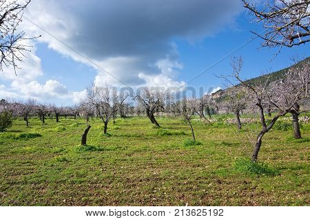 Blossoming Almond Trees