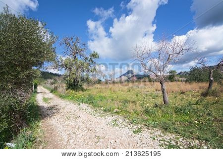 Blossoming Almond Trees