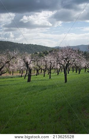 Blossoming Almond Trees