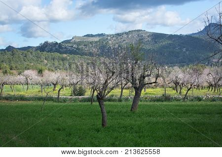 Blossoming Almond Trees