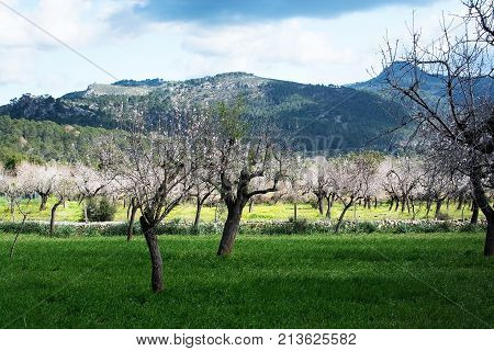 Blossoming Almond Trees