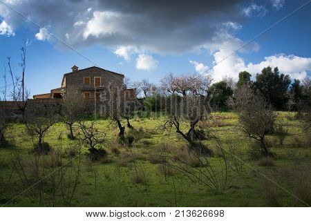 Blossoming Almond Trees