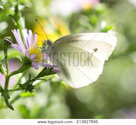 beautiful butterfly in nature. macro . In the park in nature
