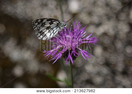 Beautiful Butterfly On Violet Rhaponticum And Blurred Background