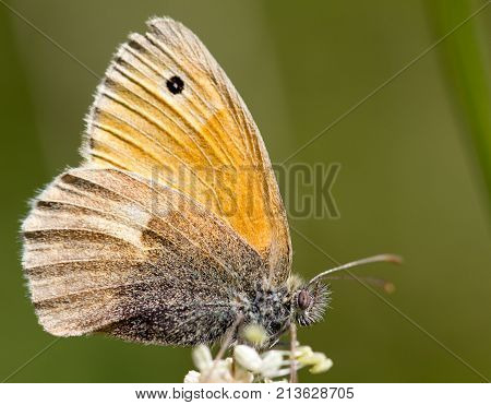 beautiful butterfly in nature . In the park in nature