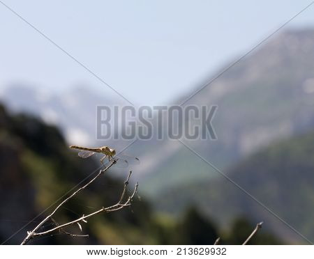 dragonfly on a background of mountains . In the park in nature