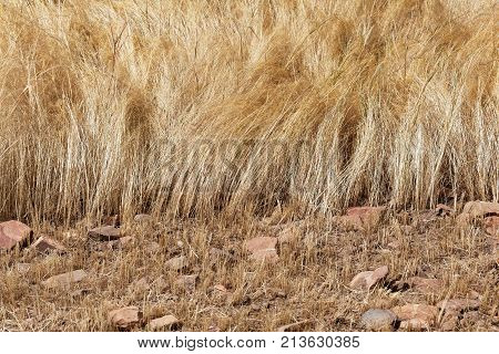 Detail Of A Teff Field During Harvest