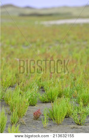 Samphire Growing In Sand At The Island Texel, The Netherlands