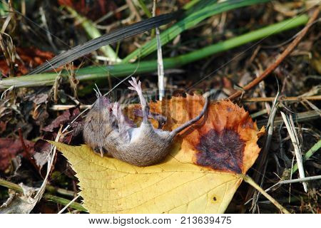 Little grey  rat baby sleeping on yellow linden leaf on the floor.