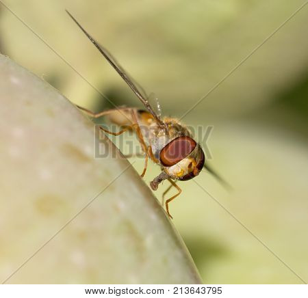 fly on the wild nature . In the park in nature