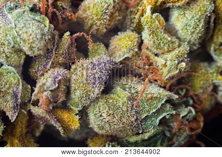 Macro photos of marijuana cones with leaves covered with trichomes. The cannabis plant clse view.