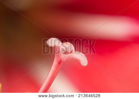 drop of water on a red flower pistil. macro .