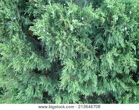 Photos Natural Background Branch Blue Spruce Growing In The Park. Shallow Depth Of Field