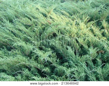 Photos Natural Background Branch Blue Spruce Growing In The Park. Shallow Depth Of Field