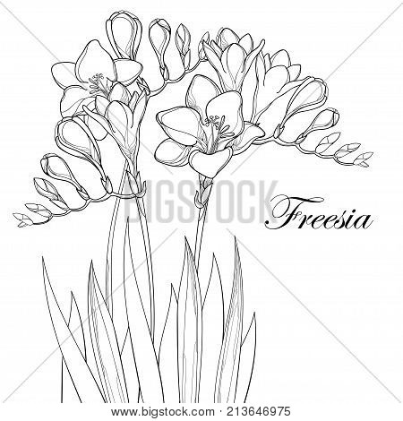 Vector composition with outline Freesia flower, bud and ornate leaves in black isolated on white background. Perennial fragrant plant Freesia in contour style for summer design and coloring book.