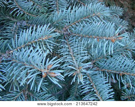Photos Natural Background Branch Blue Spruce Growing In The Park. Shallow Depth Of Field