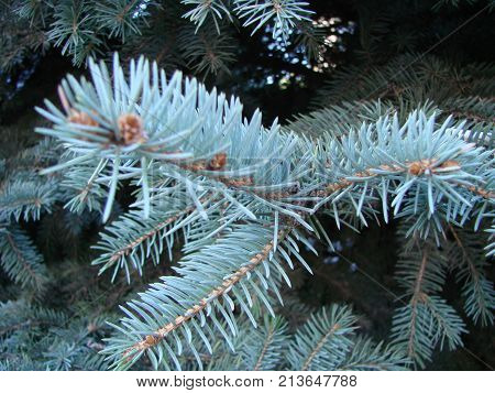 Photos Natural Background Branch Blue Spruce Growing In The Park. Shallow Depth Of Field
