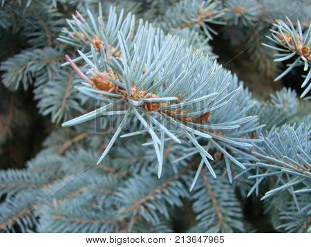 Photos Natural Background Branch Blue Spruce Growing In The Park. Shallow Depth Of Field