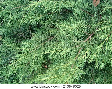 Photos Natural Background Branch Blue Spruce Growing In The Park. Shallow Depth Of Field