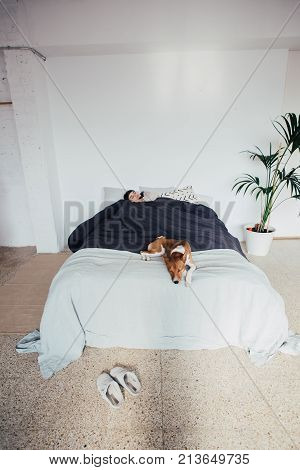 Young woman sleeps in bed in clean and white simple bedroom with her best friend basenji breed puppy dog sleeping next to her on top of covers. cute and adorable friendship