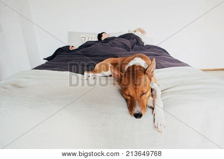 Young woman sleeps in bed in clean and white simple bedroom with her best friend basenji breed puppy dog sleeping next to her on top of covers. cute and adorable friendship