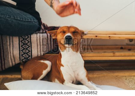 Soft focus shot of cute and adorable little puppy expecting petting and caress from owner on head smiles and makes funny face expression concept pet friendship and animals