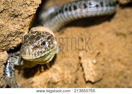 portrait of a lizard close-up. The natural environment, the lizard in the hole