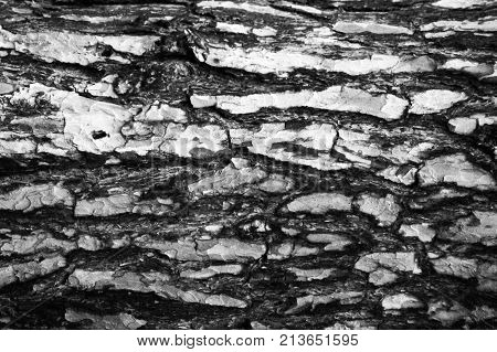 Bark Of Tree. Seamless Tileable Texture.